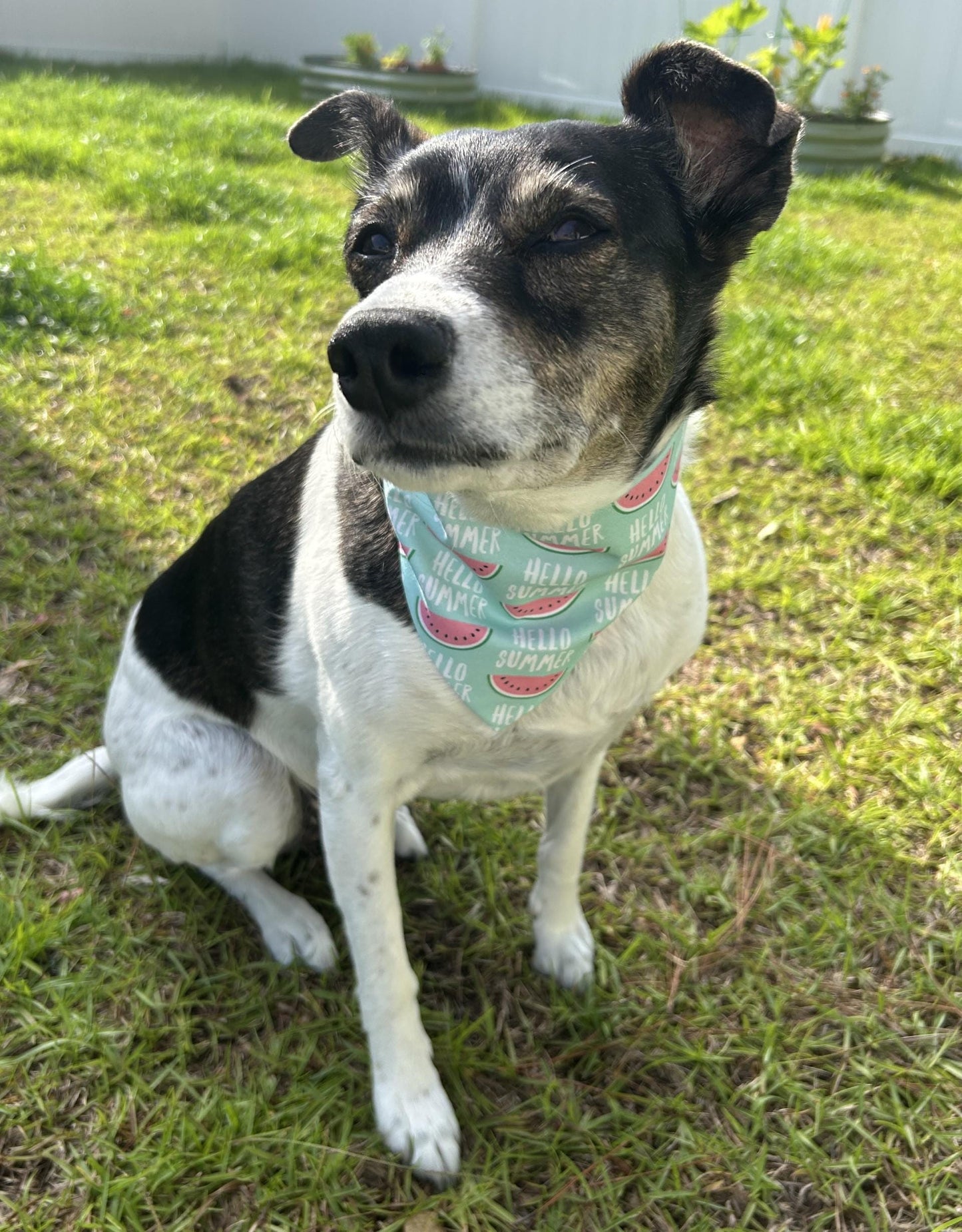 Watermelon Scrunchie Dog Bandana, Hello Summer, Summer Pet Accessories
