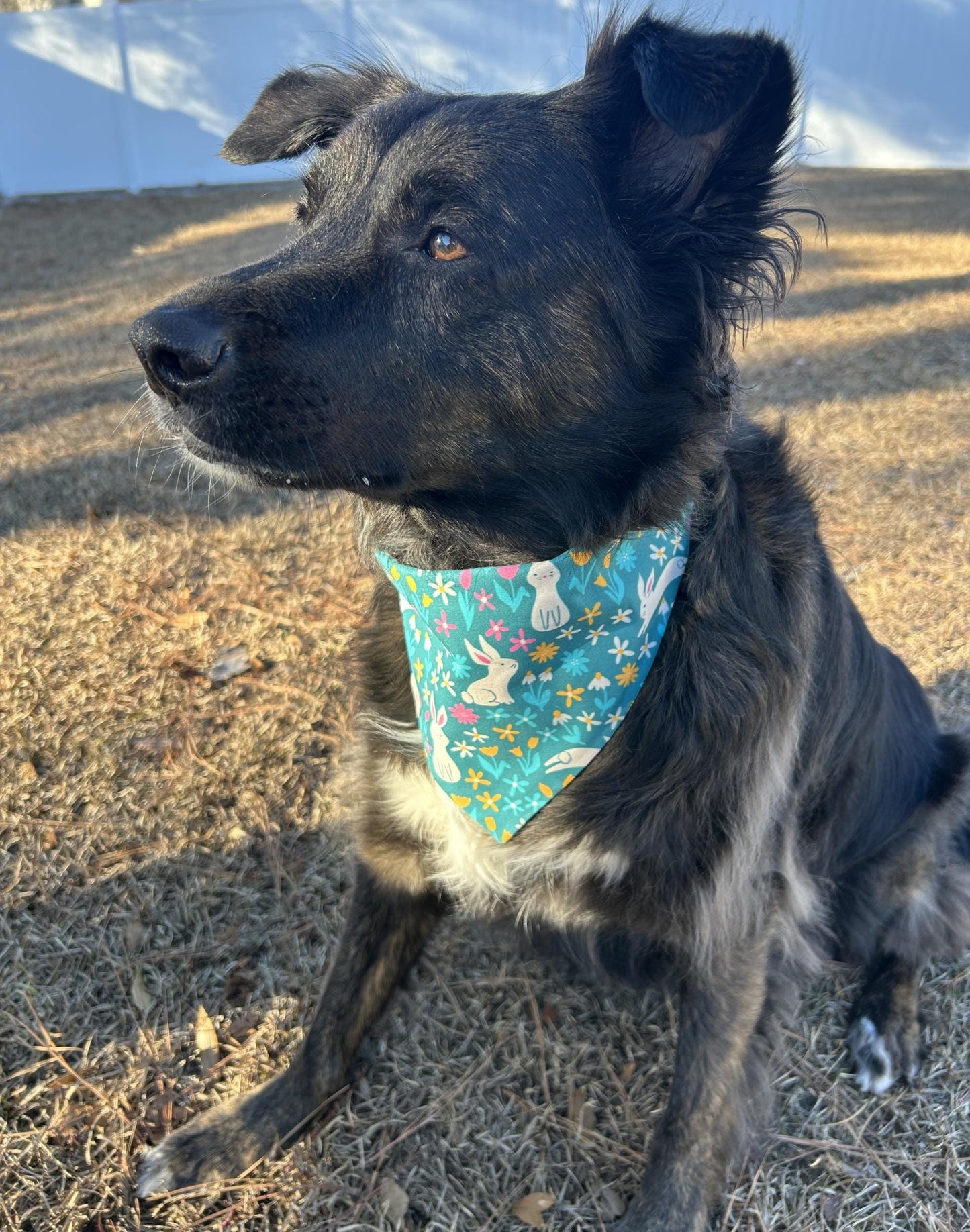 Springtime Bunny Scrunchie Dog Bandana, Easter Pet accessories