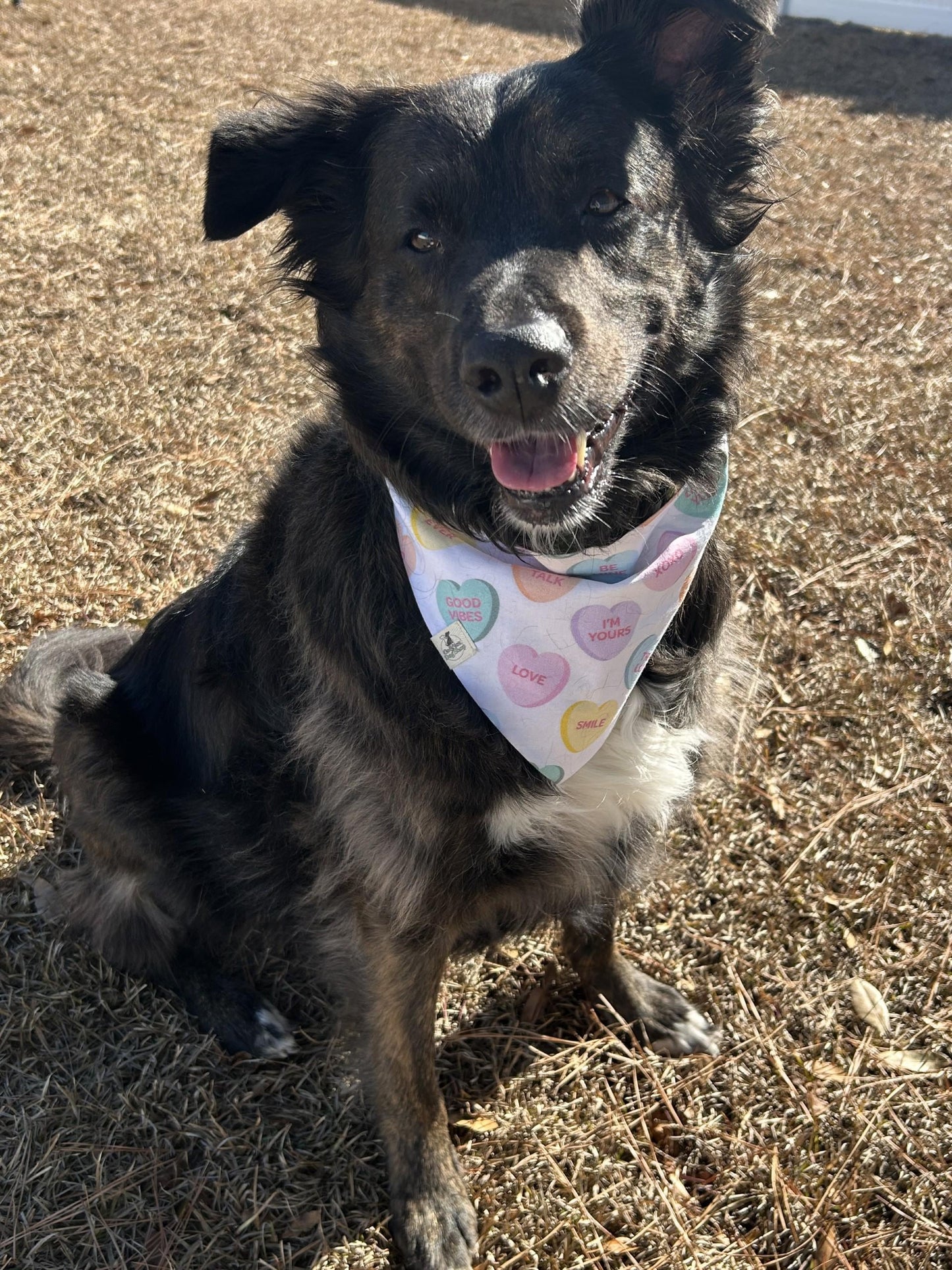 Conversation Hearts Scrunchie Dog Bandana, Valentine's Day Pet Accessories